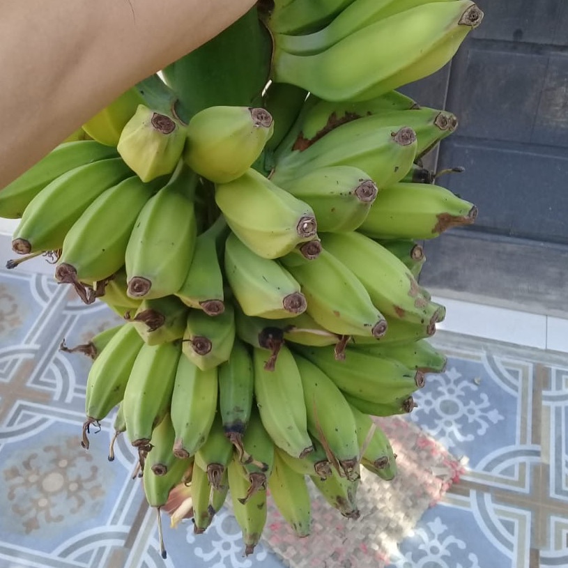 Detail Gambar Pisang Batu Nomer 42