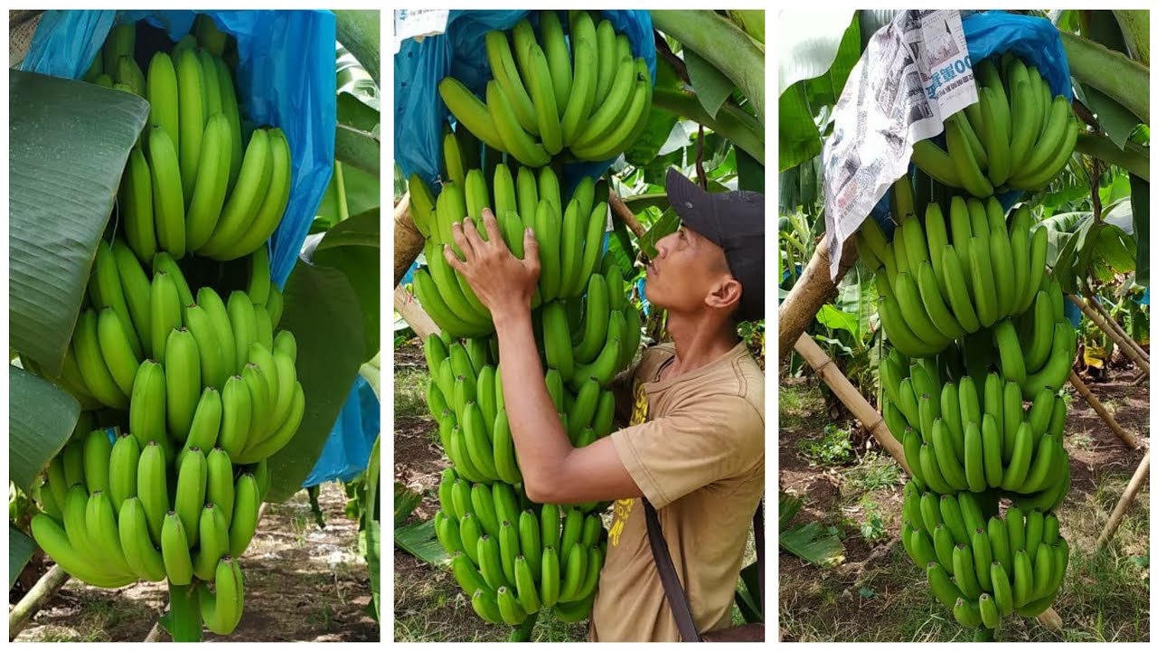 Detail Gambar Pisang Besar Nomer 51