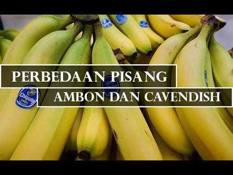 Detail Gambar Pisang Cavendish Nomer 33