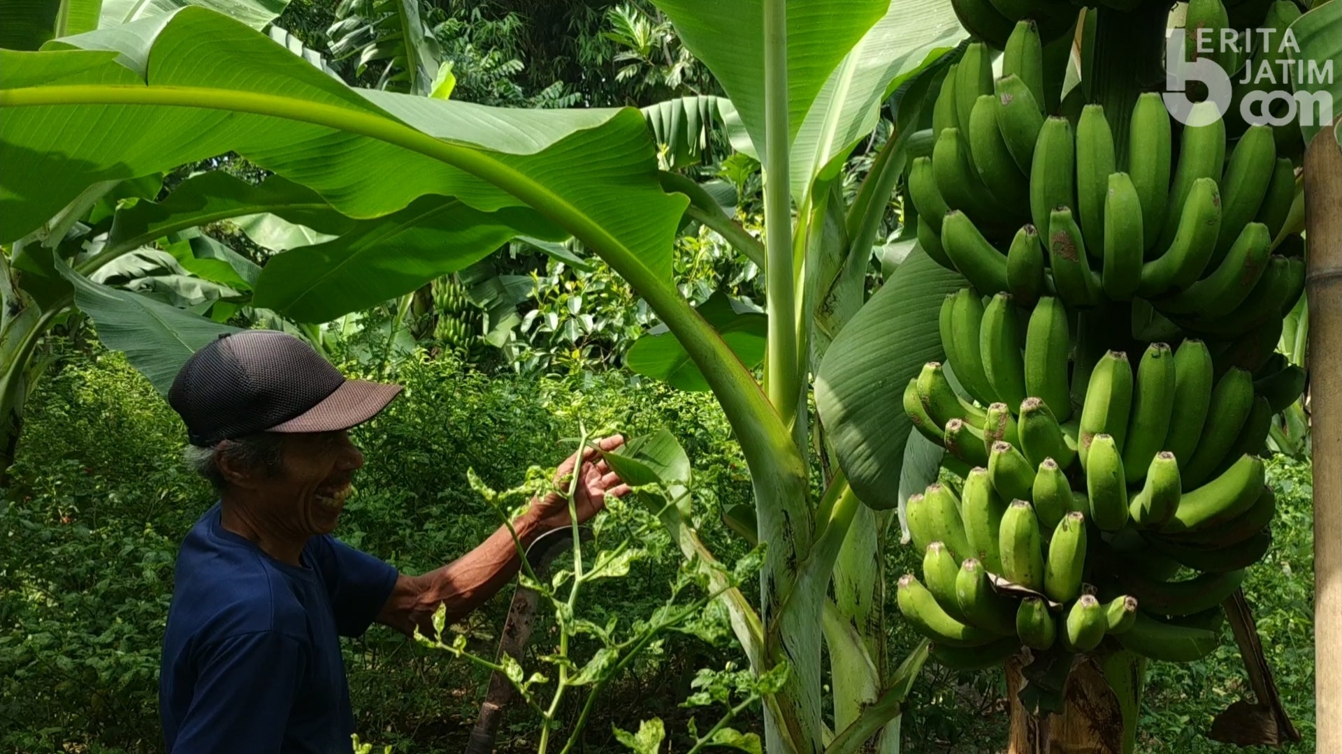 Detail Gambar Pisang Cavendish Nomer 36