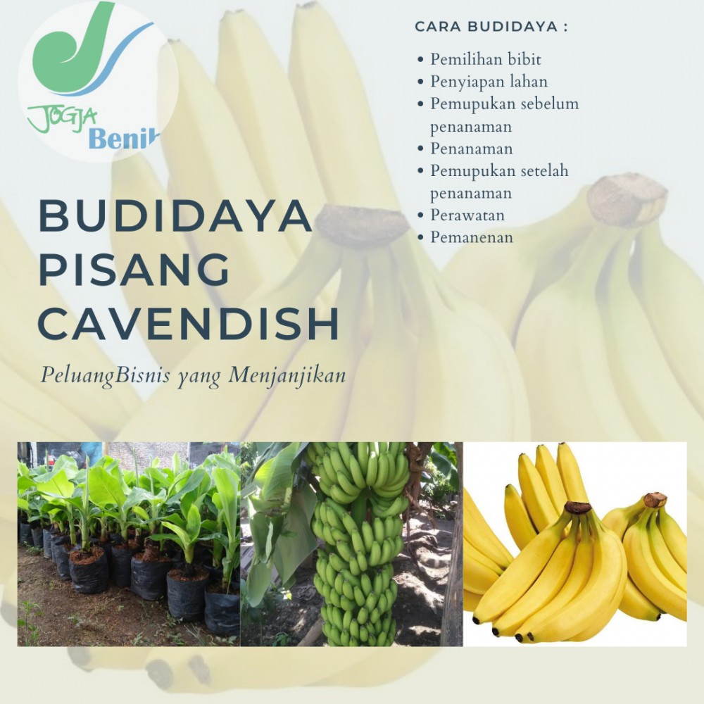 Detail Gambar Pisang Cavendish Nomer 9