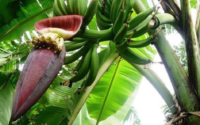 Detail Gambar Pisang Dan Jantungnya Nomer 20