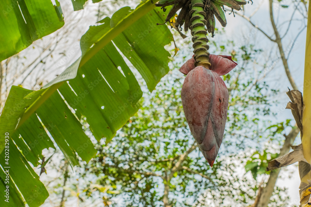 Detail Gambar Pisang Dan Jantungnya Nomer 34