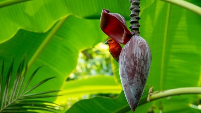 Detail Gambar Pisang Dan Jantungnya Nomer 35