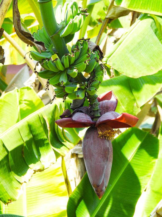 Detail Gambar Pisang Dan Jantungnya Nomer 36