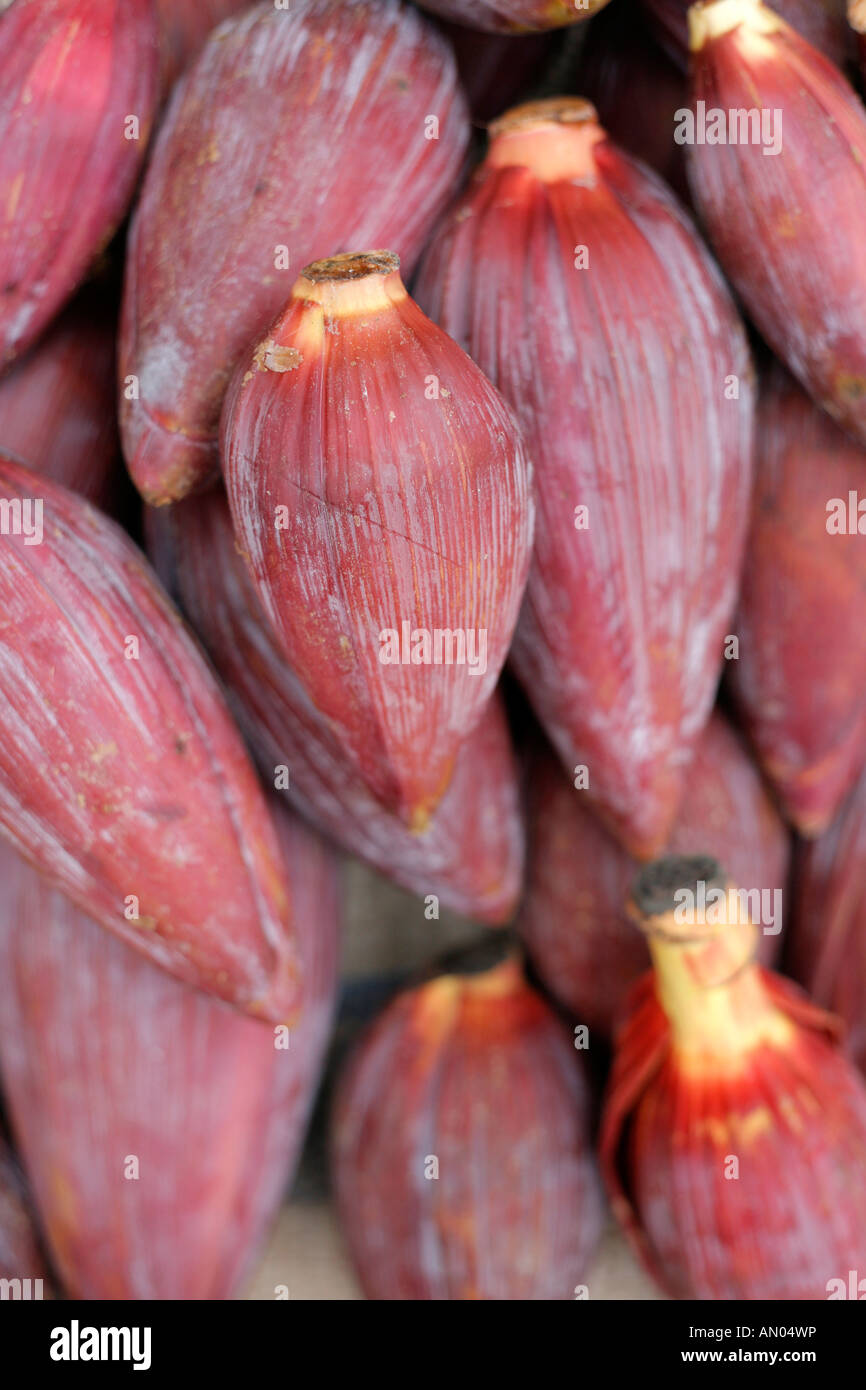 Detail Gambar Pisang Dan Jantungnya Nomer 37