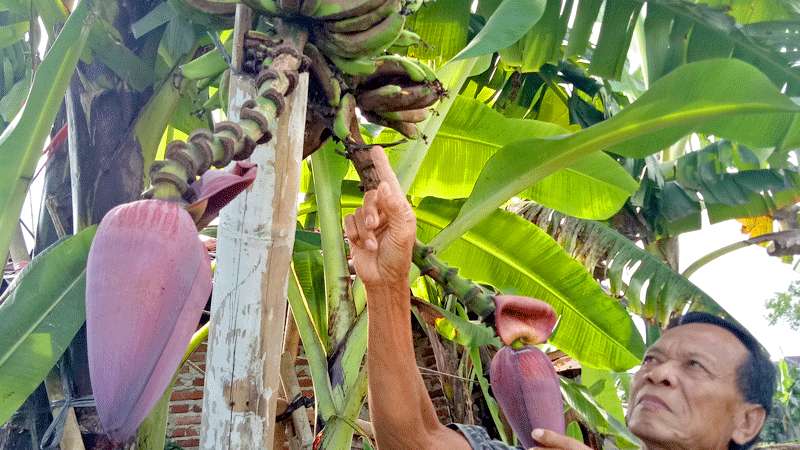 Detail Gambar Pisang Dan Jantungnya Nomer 38