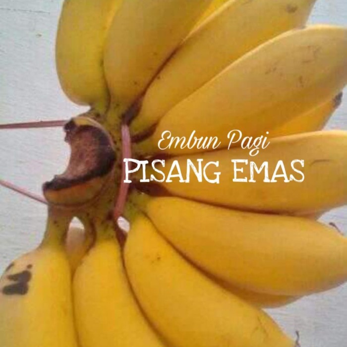 Detail Gambar Pisang Emas Nomer 12