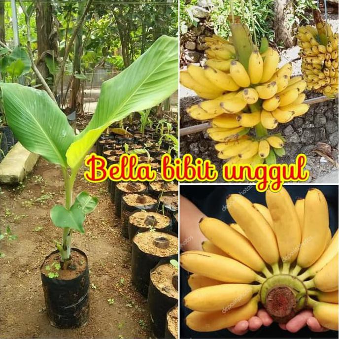 Detail Gambar Pisang Emas Nomer 45