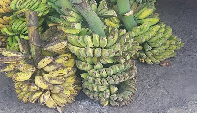 Detail Gambar Pisang Kepok Nomer 20