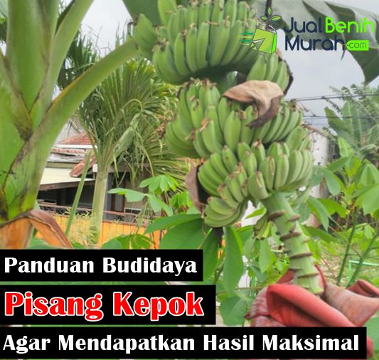 Detail Gambar Pisang Kepok Nomer 34