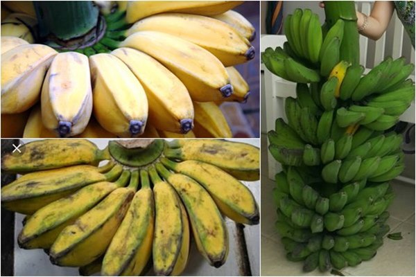 Detail Gambar Pisang Kepok Nomer 43