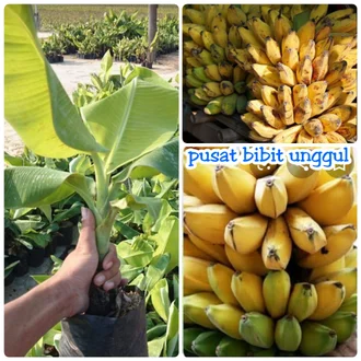 Detail Gambar Pisang Kepok Png Nomer 44