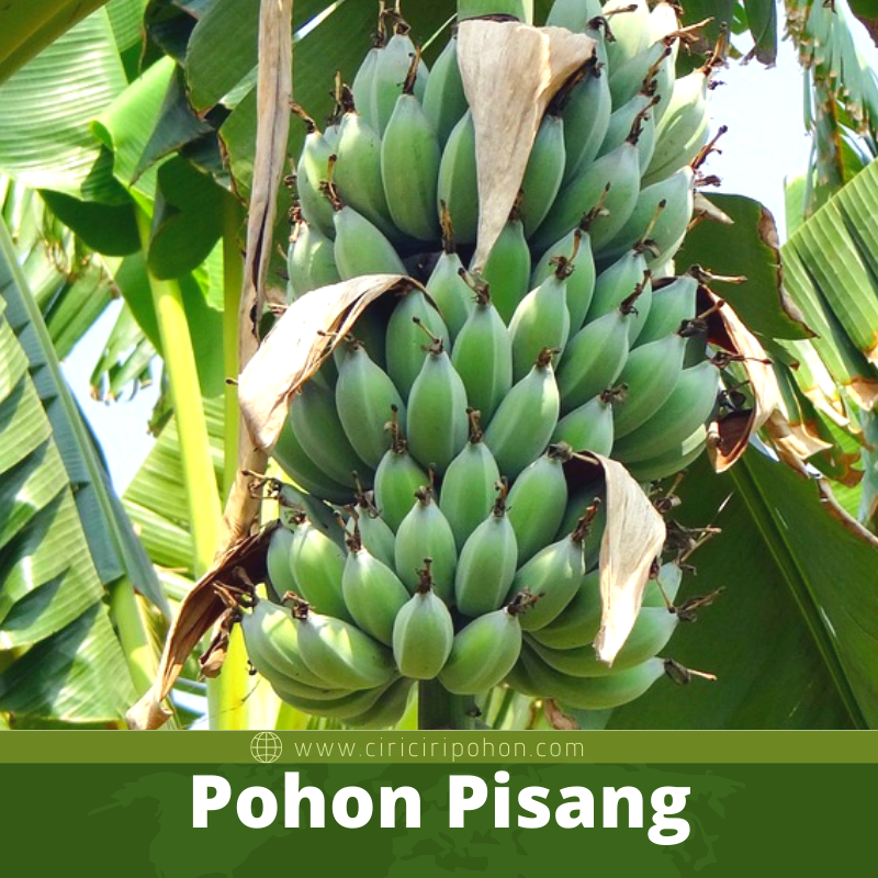 Detail Gambar Pisang Kepok Png Nomer 47