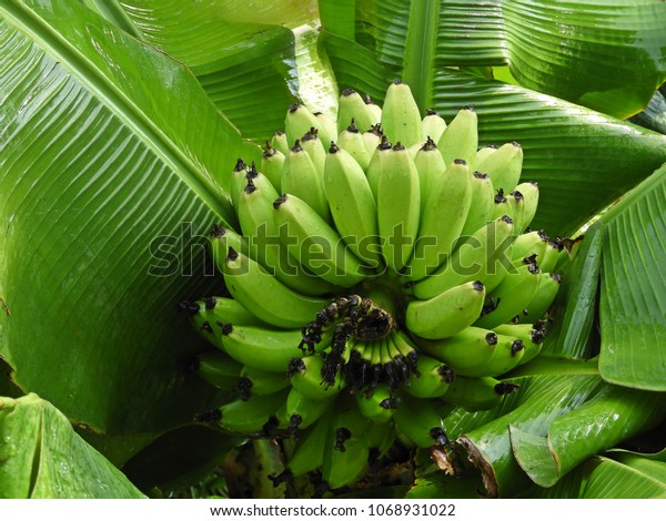 Detail Gambar Pisang Mas Nomer 35