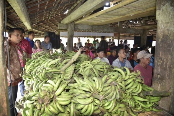 Detail Gambar Pisang Mulu Bebe Nomer 19