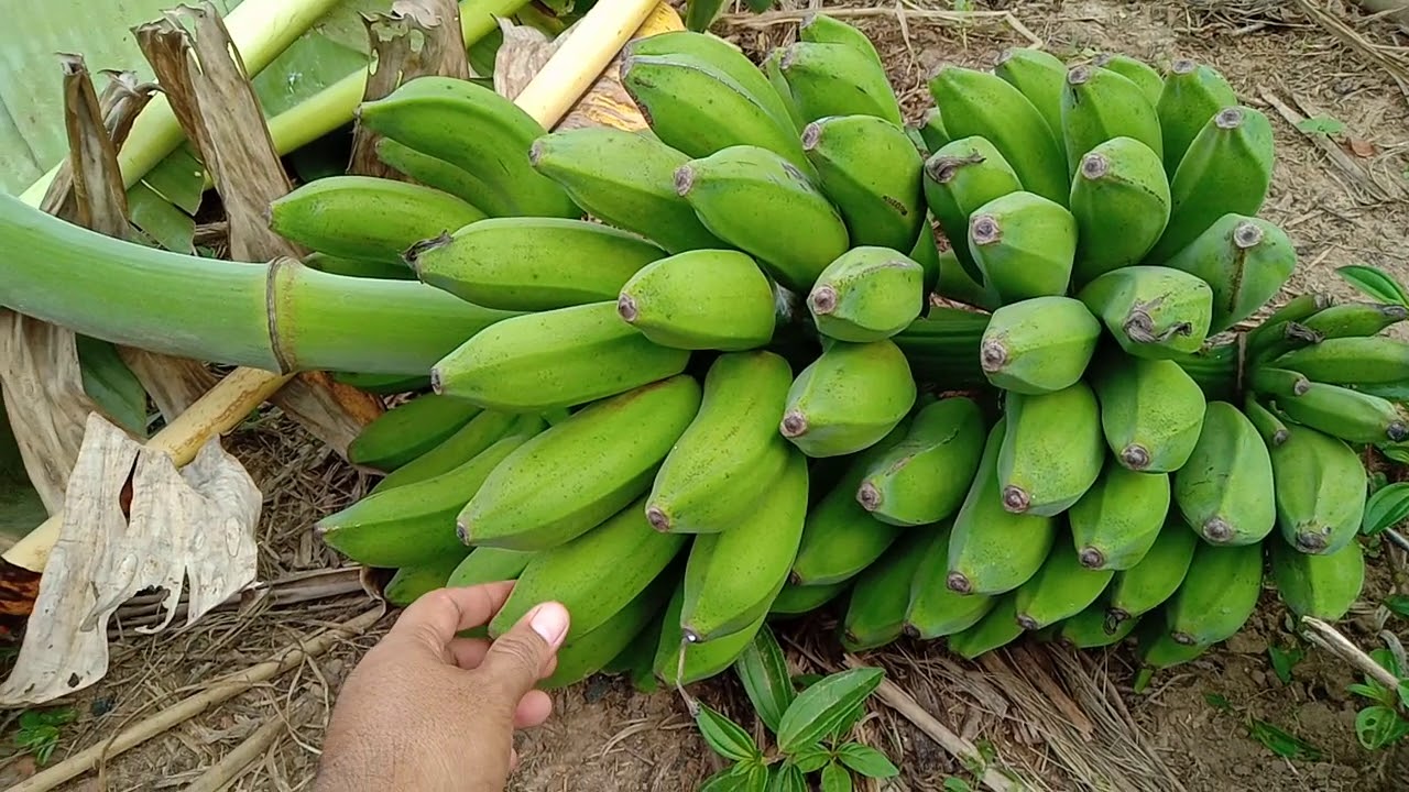 Download Gambar Pisang Raja Nomer 26