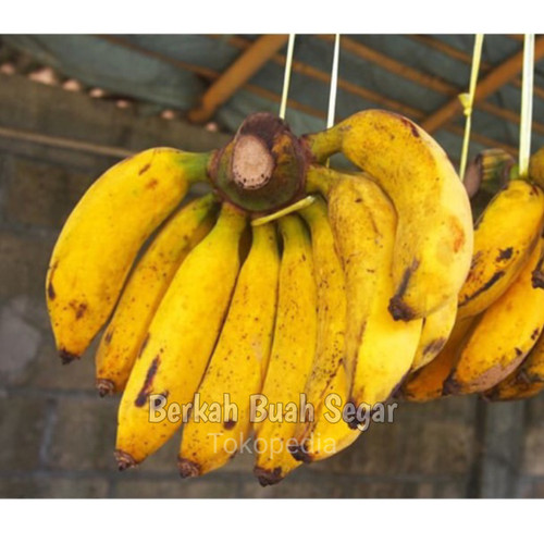 Download Gambar Pisang Raja Nomer 48