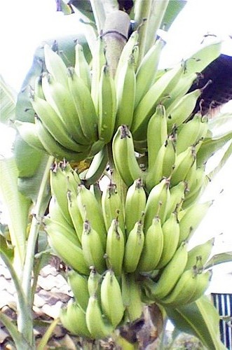 Detail Gambar Pisang Raja Nomer 50