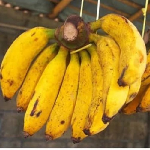 Download Gambar Pisang Raja Nomer 7