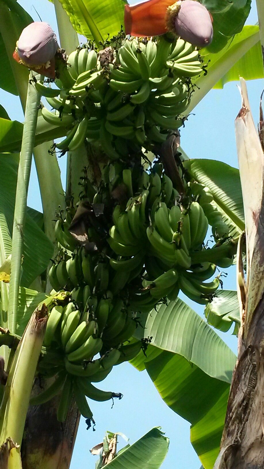 Detail Gambar Pisang Tandan Nomer 10