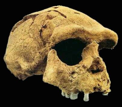 Detail Gambar Pitecanthropus Erectus Nomer 20