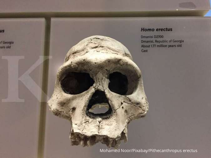 Detail Gambar Pitecanthropus Erectus Nomer 26