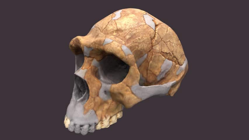 Detail Gambar Pitecanthropus Erectus Nomer 27