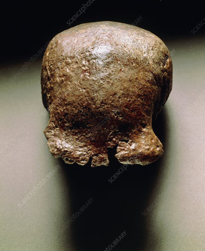 Detail Gambar Pitecanthropus Erectus Nomer 37
