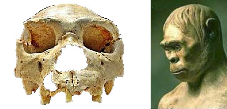 Detail Gambar Pitecanthropus Erectus Nomer 42