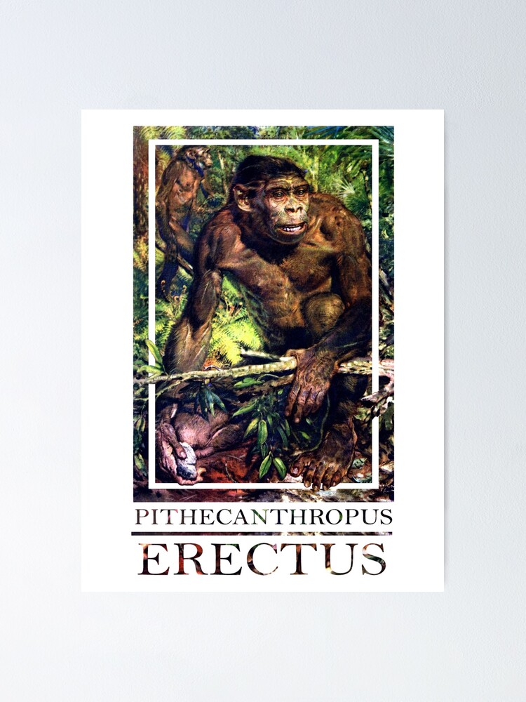 Detail Gambar Pitecanthropus Erectus Nomer 52
