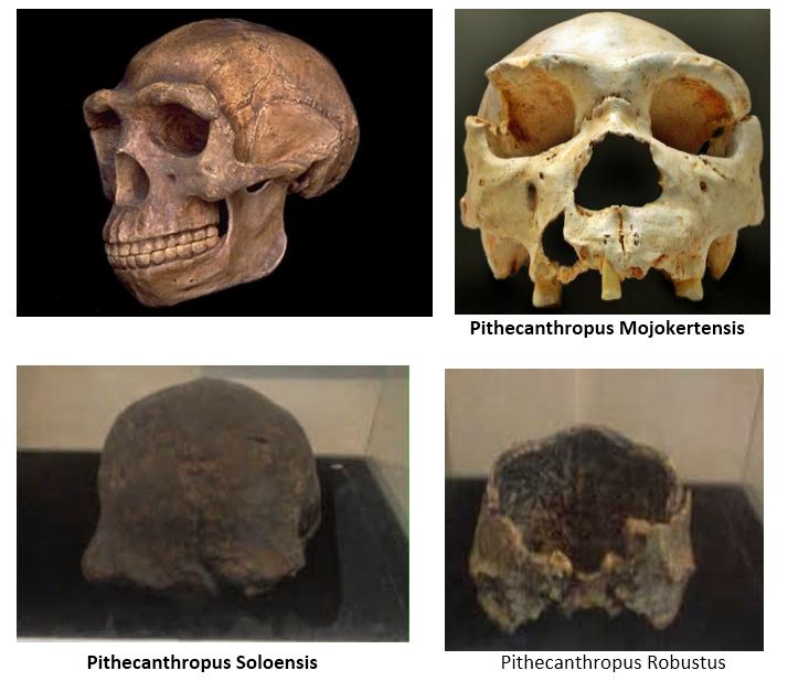 Detail Gambar Pithecanthropus Mojokertensis Nomer 19