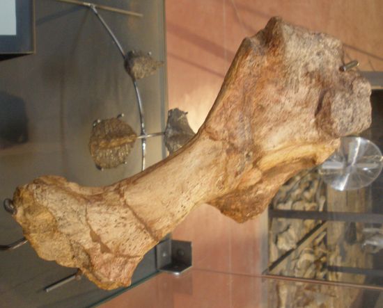 Detail Gambar Pithecanthropus Soloensis Nomer 45
