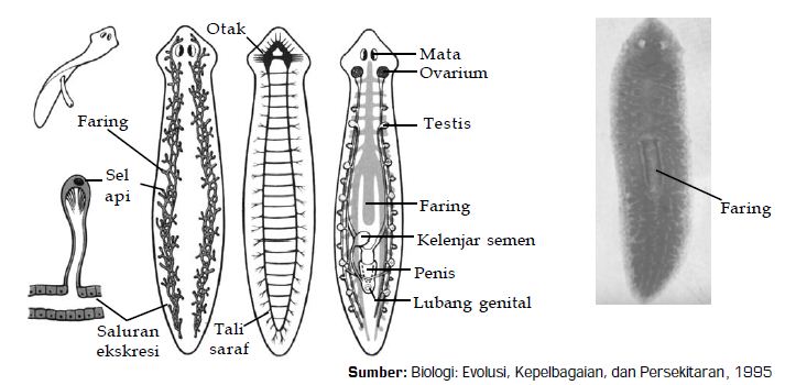 Detail Gambar Planaria Sp Nomer 14