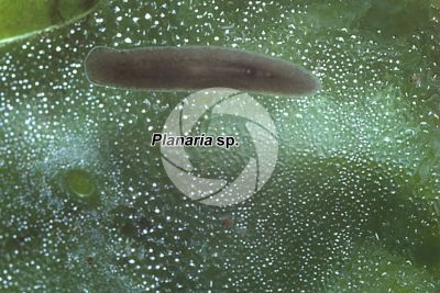 Detail Gambar Planaria Sp Nomer 18