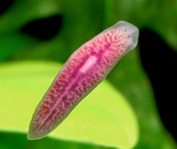 Detail Gambar Planaria Sp Nomer 23