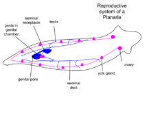 Detail Gambar Planaria Sp Nomer 36