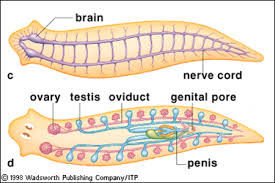 Detail Gambar Planaria Sp Nomer 49