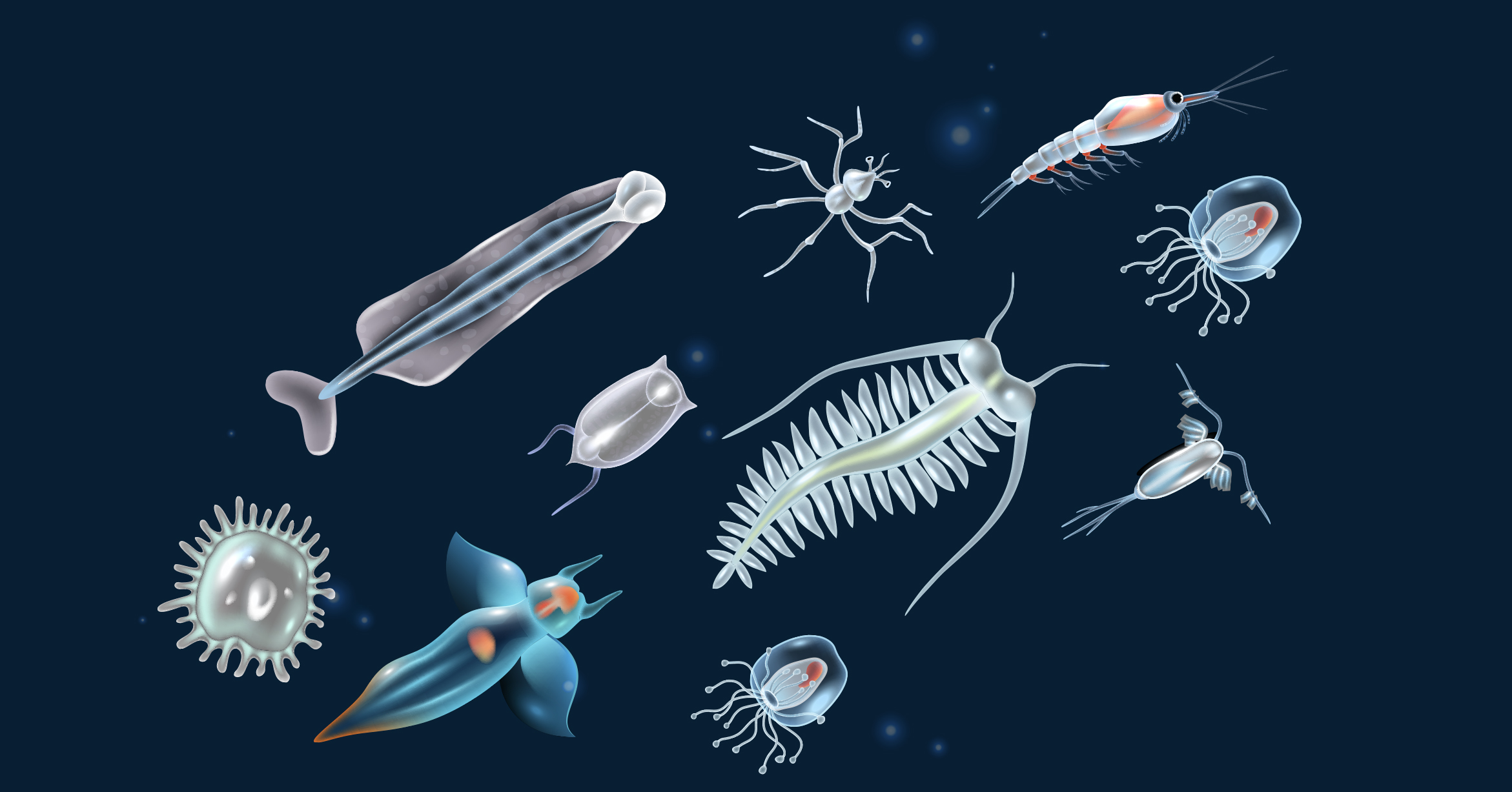 Gambar Plankton Di Laut - KibrisPDR