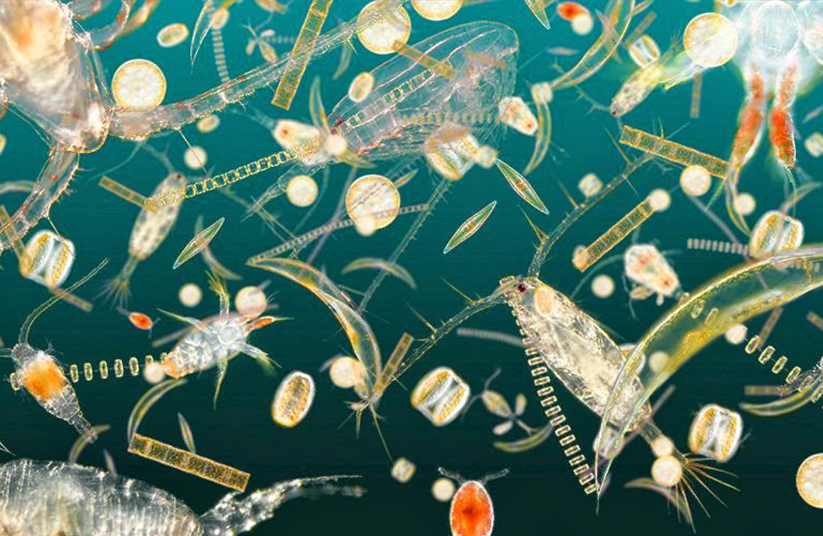 Detail Gambar Plankton Di Laut Nomer 12