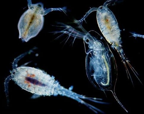 Detail Gambar Plankton Di Laut Nomer 15