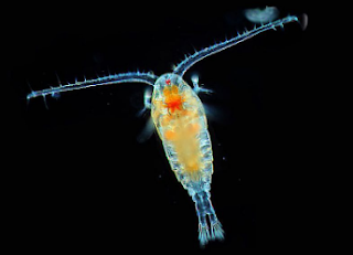 Detail Gambar Plankton Di Laut Nomer 19