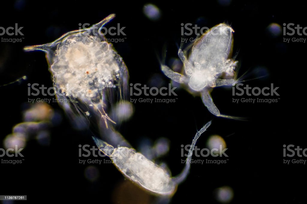 Detail Gambar Plankton Di Laut Nomer 47