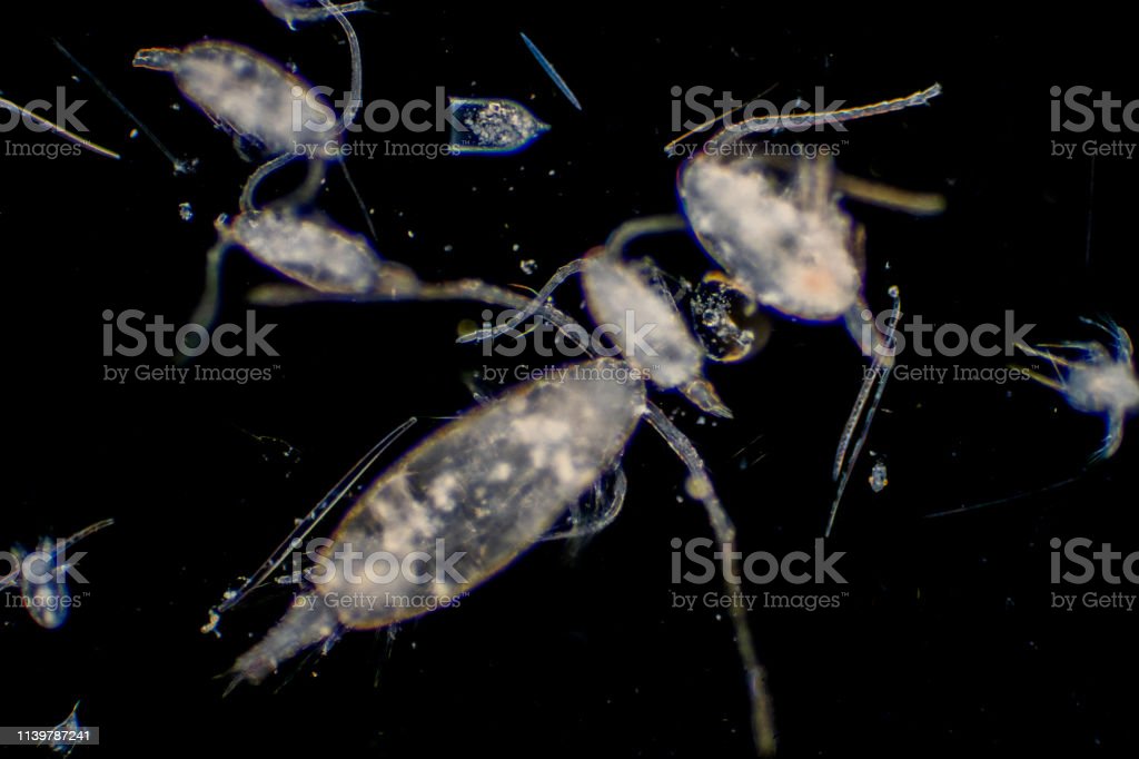 Detail Gambar Plankton Di Laut Nomer 50