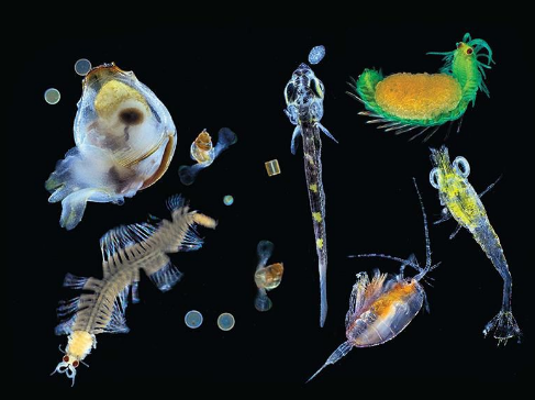 Detail Gambar Plankton Di Laut Nomer 7