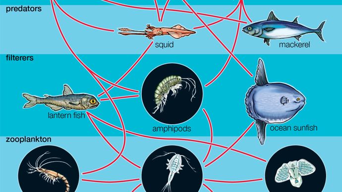 Detail Gambar Plankton Di Laut Nomer 8