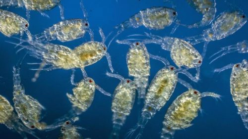 Detail Gambar Plankton Laut Nomer 15