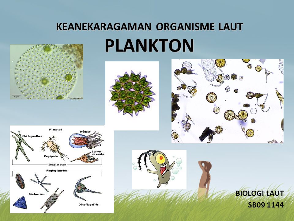 Detail Gambar Plankton Laut Nomer 22
