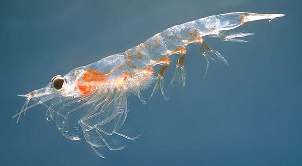 Detail Gambar Plankton Laut Nomer 33