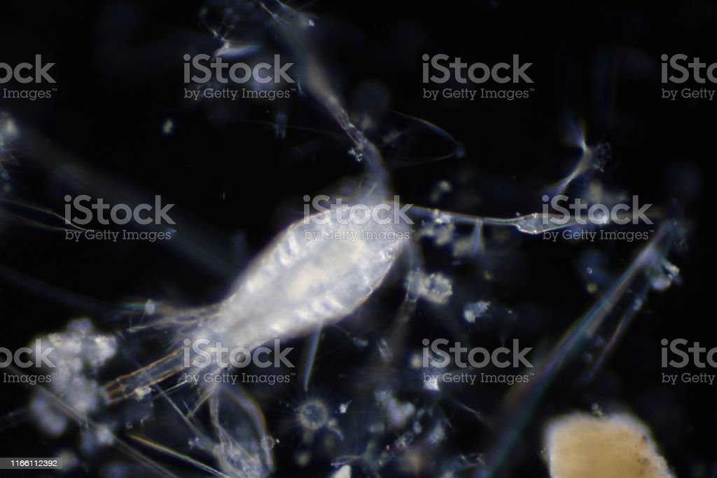 Detail Gambar Plankton Laut Nomer 34